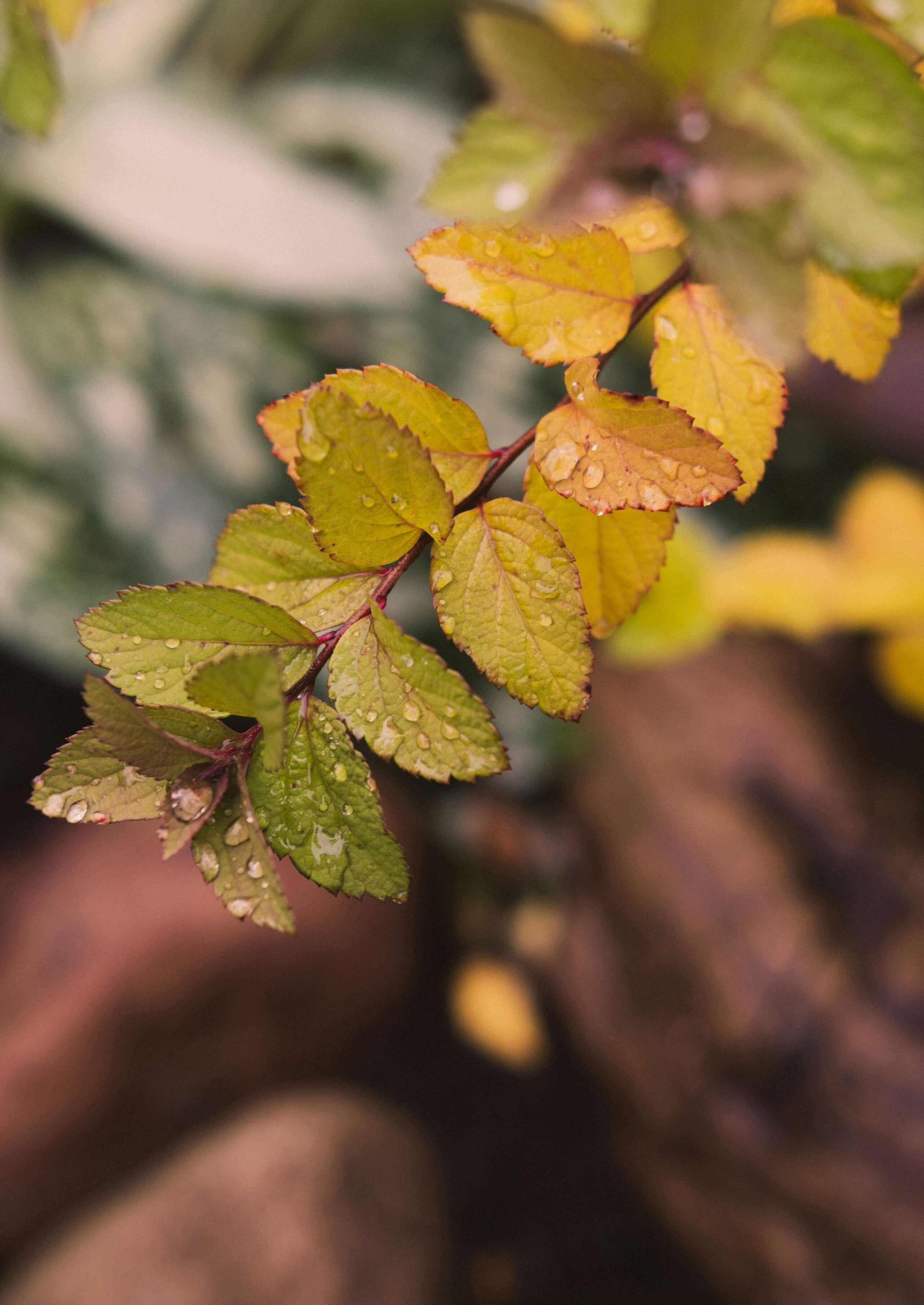 Ein Zweig mit einigen Blättern, die herbstlich aussehen